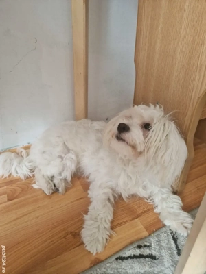 De vânzare  - imagine 2