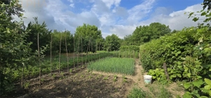 Casa de vanzare Livezile, Jud. BN - imagine 6