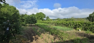 Casa de vanzare Livezile, Jud. BN - imagine 5