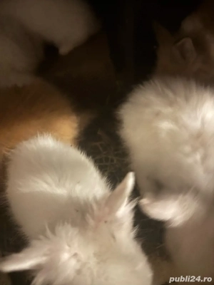 iepurasi pt companie