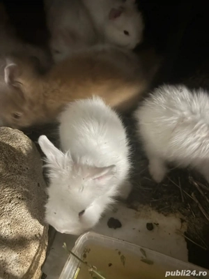 iepurasi pt companie - imagine 2