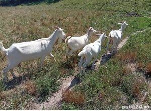 vand capra Saanen - imagine 2