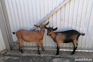 Vând capră, iedițe și iezi
