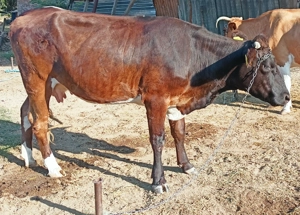 Vand Vaca Juninca Tanara