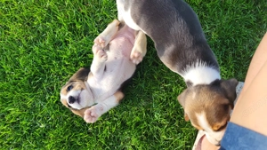 Catei beagle fetite si baieti