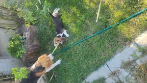 Catei beagle fetite si baieti - imagine 3