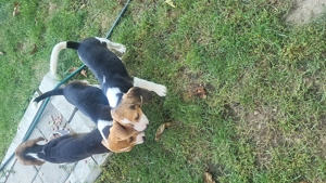 Catei beagle fetite si baieti - imagine 4