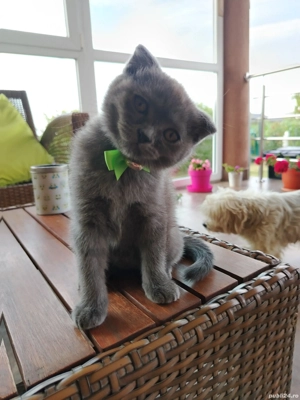 Brittish Fold  - imagine 2