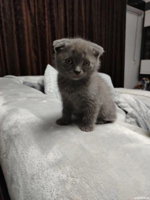 Brittish Fold  - imagine 3