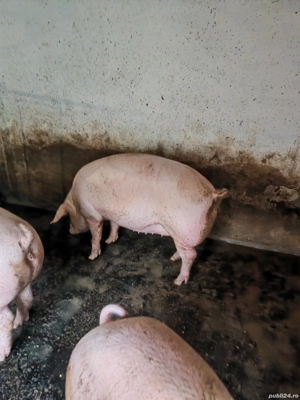 Porci pentru sacrificat - imagine 3