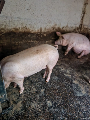 Porci pentru sacrificat - imagine 4