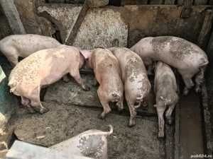 ce se vede in poze  - imagine 3