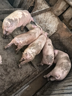 ce se vede in poze  - imagine 5