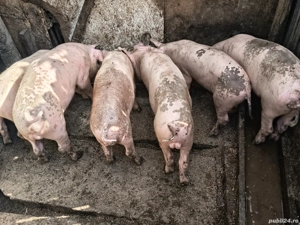 ce se vede in poze  - imagine 2