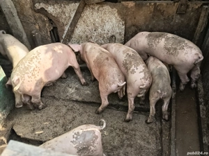 ce se vede in poze  - imagine 4