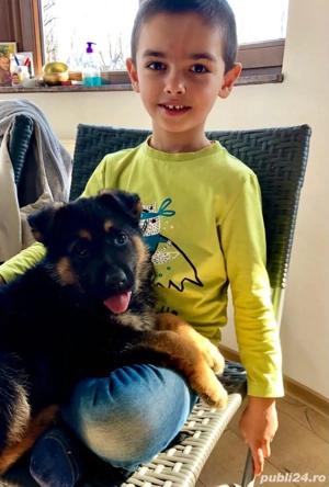 pui de Ciobanesc German  - imagine 2