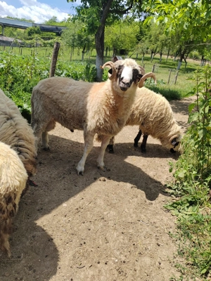 Berbec breaz 2 ani jumate - imagine 2