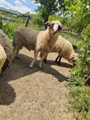 Berbec breaz 2 ani jumate