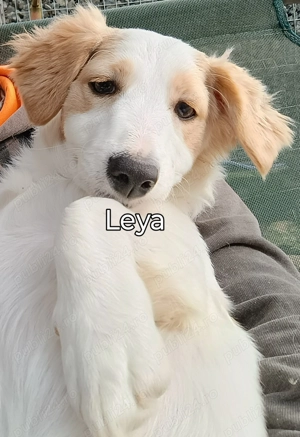 Leya caută casută și Om bun