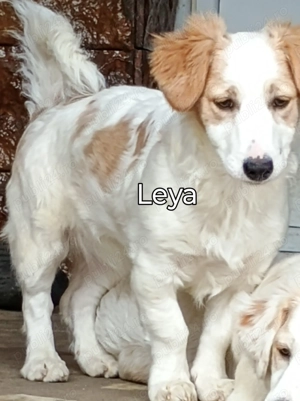 Leya caută casută și Om bun - imagine 4