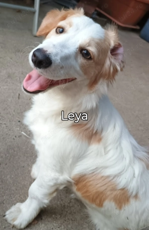 Leya caută casută și Om bun - imagine 5