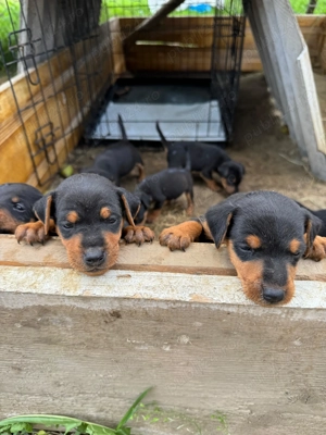Vând căței Jagd   Jagdterrier