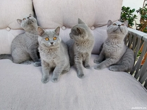 British shorthair blue  - imagine 2