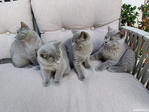 British shorthair blue  - imagine 3