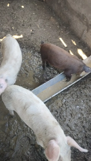 Purcele pentru prăsilă ,sunt 3, împreună  - imagine 2