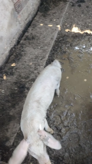 Purcele pentru prăsilă ,sunt 3, împreună 