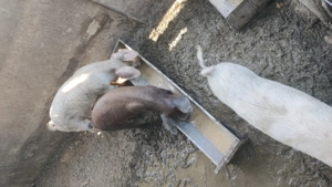 Purcele pentru prăsilă ,sunt 3, împreună  - imagine 4