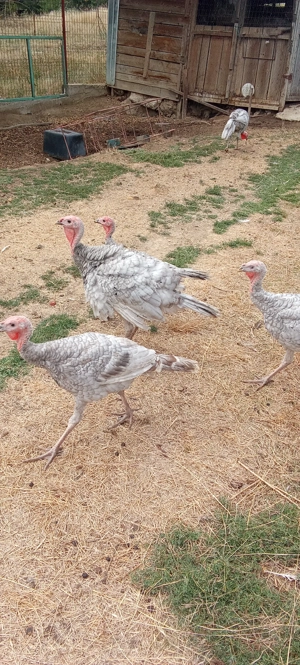 De vânzare curci albastre - imagine 4