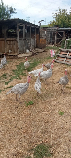 De vânzare curci albastre - imagine 3