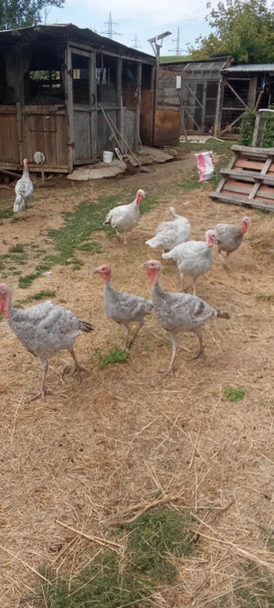 De vânzare curci albastre - imagine 2