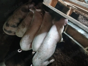 Vând 4 purcei între 35-40 kg