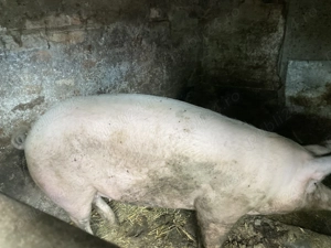 Porci de vânzare  - imagine 2