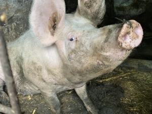 Porci de vânzare  - imagine 3