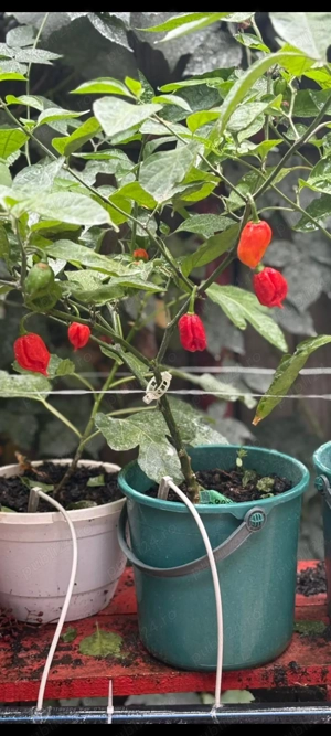 Carolina reaper