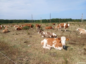 vand vaci baltata românească  - imagine 3 vand vaci baltata românească  - imagine 3