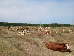 vand vaci baltata românească 
