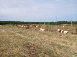 vand vaci baltata românească  - imagine 2 vand vaci baltata românească  - imagine 2