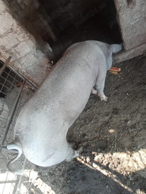 Porci pentru carne 125-250kg