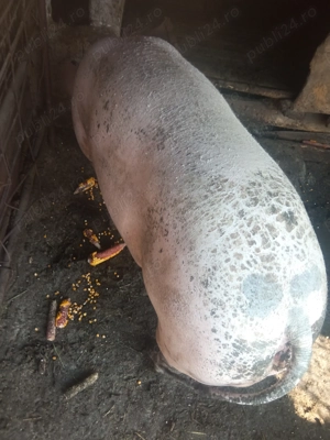 Porci pentru carne 125-250kg - imagine 5 Porci pentru carne 125-250kg - imagine 5