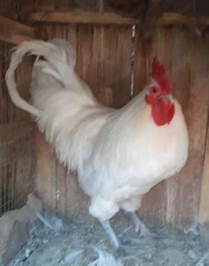 Vând cocoși, rațe și bibilici.