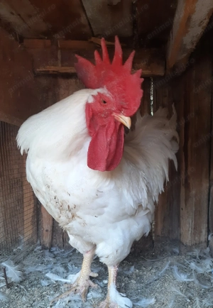 Vând cocoși, rațe și bibilici. - imagine 2 Vând cocoși, rațe și bibilici. - imagine 2