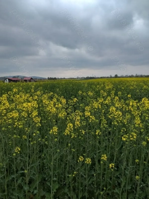 Vând teren intravilan  + extravilan Cornesti Gorj - imagine 2