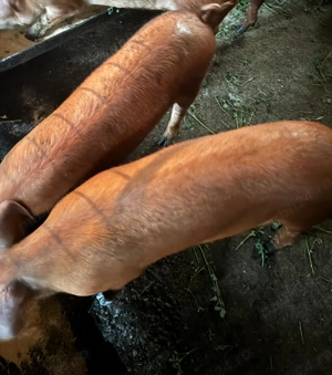 Purcei și scrofițe Deva - imagine 2 Purcei și scrofițe Deva - imagine 2