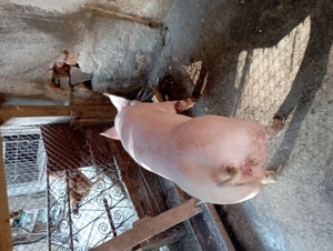 Vând purcea 120-130kg - imagine 2