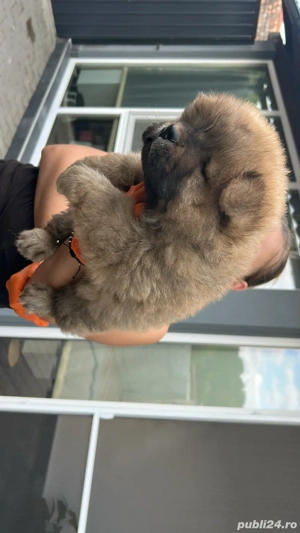 Catei chow chow rasa pura - imagine 2