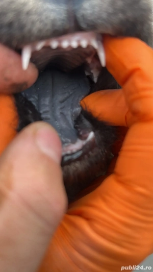 Catei chow chow rasa pura - imagine 3